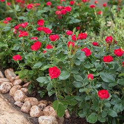 [26年4月上旬予約]ミニバラ：ゼプティ3.5号ポット