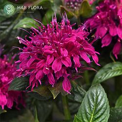 [26年4月下旬予約]モナルダ（うどん粉病に強い）：ビーマイン パープル3.5号ポット