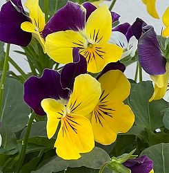 ビオラ：ソルベXP　イエロージャンプアップ3-3.5号ポット