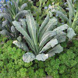 黒キャベツ：カーボロネロ3.5号ポット