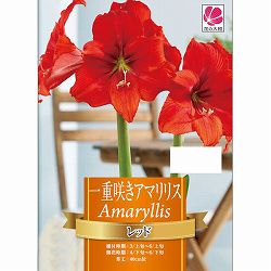 [26年3月中下旬予約]一重咲きアマリリス：レッド1球