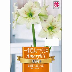[26年3月中下旬予約]一重咲きアマリリス：ホワイト1球
