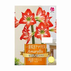 [26年3月中下旬予約]一重咲きアマリリス：レッド＆ホワイト1球