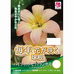 [26年3月中下旬予約]ハイブリッドゼフィランサス：アプリコット4球入り