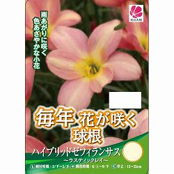 [26年3月中下旬予約]ハイブリッドゼフィランサス：ラスティックレイ4球入り