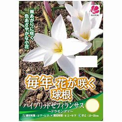 [26年3月中下旬予約]ハイブリッドゼフィランサス：ドラモンティ4球入り