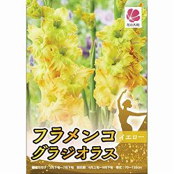 [26年3月中下旬予約]グラジオラス：フラメンコ・イエロー 4球入り