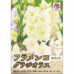 [26年3月中下旬予約]グラジオラス：フラメンコ・ホワイト 4球入り