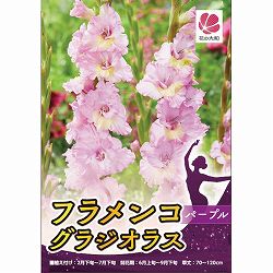 [26年3月中下旬予約]グラジオラス：フラメンコ・パ－プル 4球入り