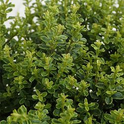 プリペット・グリーングローバル5号ポット