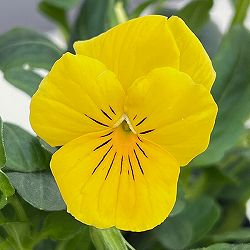 ほふく性ビオラ：フリーフォール　ゴールデンイエロー～3.5号ポット 12株セット