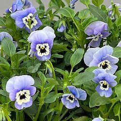 ほふく性ビオラ：フリーフォール　モルフォ～3.5号ポット 8株セット