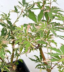 モミジ：羽衣（ハゴロモ）4号ポット