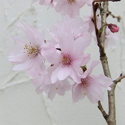 桜（サクラ）：十月桜（ジュウガツザクラ）5号鉢植え