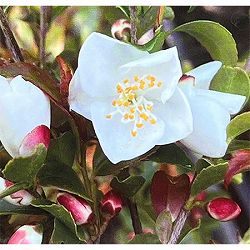 ツバキ（椿）：ルッチェンシス6号ポット