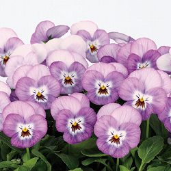 ビオラ：ピエナ　ライラックピコティ 3-3.5号ポット