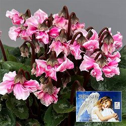 シクラメン：大内園芸さんの天使のはね　極上弁化株シリーズ（25-07）5号鉢植え【現品販売】