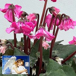 シクラメン：大内園芸さんの天使のはね　極上弁化株シリーズ（25-11）5号鉢植え【現品販売】