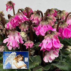 シクラメン：大内園芸さんの天使のはね　極上弁化株シリーズ（25-12）5号鉢植え【現品販売】