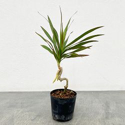 ドラセナ：コンシンナ 2号ポット