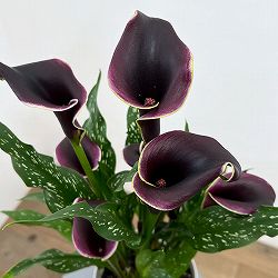 カラー：ドバイナイト　5号鉢植え