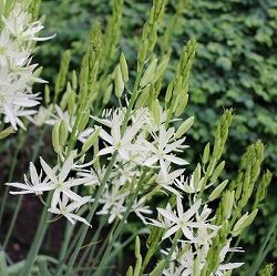 [26年3月中下旬予約]カマシア：ライヒトリニー アルバ4.5号ポット