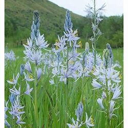 [26年3月中下旬予約]カマシア：クシキー4.5号ポット