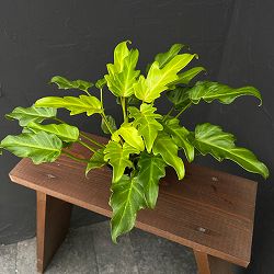 フィロデンドロン：ゴールデンザナドゥ　3.5号ポット