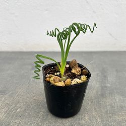 アルブカ：スピラリス　 2号ポット