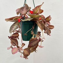 エピスシア：クプレアータ　ピンクアカジュ　5号吊り鉢