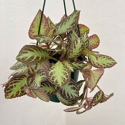 エピスシア：クプレアータ　アカジュ　5号吊り鉢