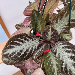 エピスシア：クプレアータ　チョコレート　5号吊り鉢