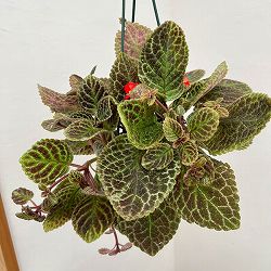 エピスシア：クプレアータ　タートル　5号吊り鉢