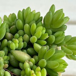 セダム：ルベンス　3号ポット