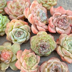 エケベリア抜き苗セット（エケベリア3株とネガミエル3号）