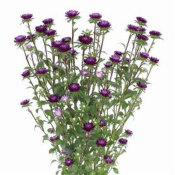 アスター：ココット　ナイト3.5号ポット