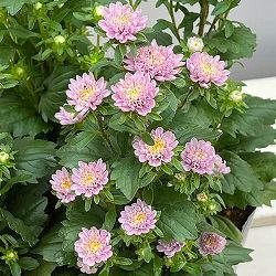 アスター：ココット　ラベンダー3.5号ポット