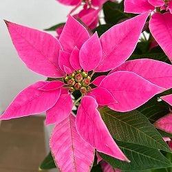 ポインセチア：ジャドール ダークピンク3号鉢植え