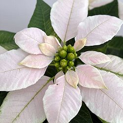 ポインセチア：ジャドール ホワイトパール3号鉢植え
