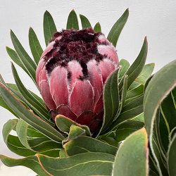 プロテア：オーストラリスルビー　5号鉢植え