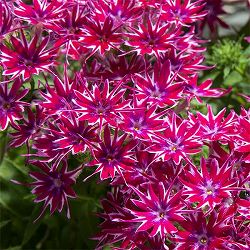 フロックス：ポップスターズ　パープル3.5号ポット