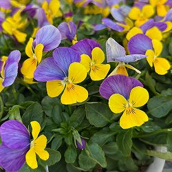 ビオラ：ももか　うららももか3-3.5号ポット 8株セット