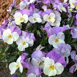 ビオラ：ももか　ふらみんごももか3-3.5号ポット 8株セット