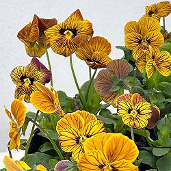 ビオラ：タイガーアイ　イエロー3-3.5号ポット 12株セット