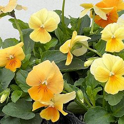 ビオラ：ビオラプラス　オレンジリップ3-3.5号ポット 3株セット