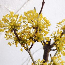 サンシュユ：金時（キントキ）5号ポット[山茱萸 実付きの良い選抜品種]