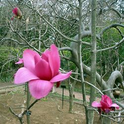 モクレン（マグノリア）：バルカン4.5号ポット