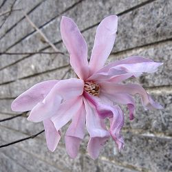 ヒメコブシ（シデコブシ）：ヒメコブシ桃花4.5号ポット