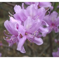 ツツジ：コバノミツバツツジ3号ポット