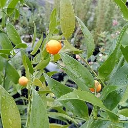 イタリアンルスカス3号ポット